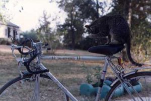 bikes and a cat 2