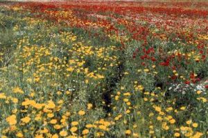 שדה של פרחי כלניות אדומות וחרציות צהובות